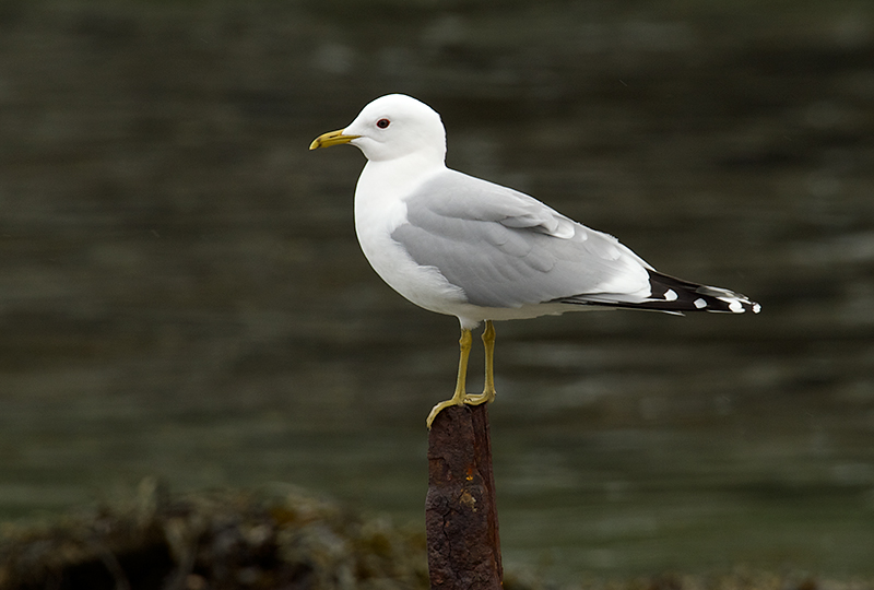 Fiskemåke - Common Gull (Larus canus)ad.jpg